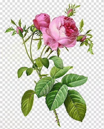 , pink English rose flowers art transparent background PNG clipart
