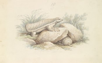 Pink Fairy Armadillo by Charles | Free Photo - rawpixel