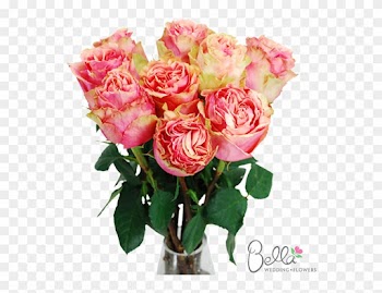 Pink Finesse Garden Roses Are One Of The Newest Hot - Wedding