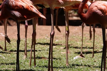 Pink Flamingo