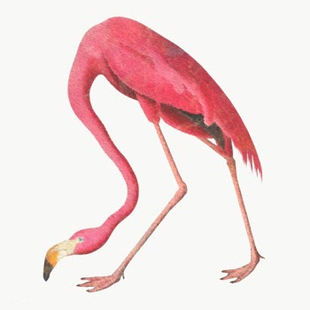 Pink flamingo bird design element | Free  transparent png - 2338393