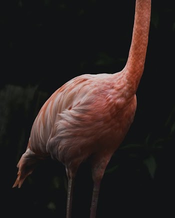 Pink Flamingo Body Tall