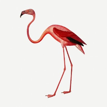 Pink flamingo clipart, collage element | Free PSD - rawpixel