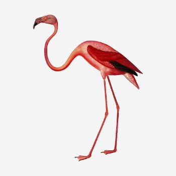 Pink flamingo clipart illustration. Free | Free Photo - rawpixel