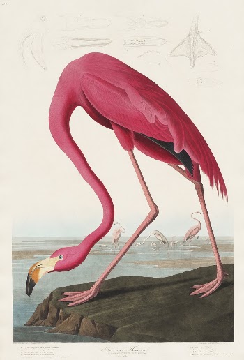 Pink Flamingo from Birds of America | Free Photo Illustration - rawpixel