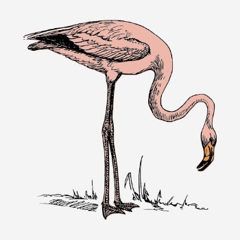 Pink flamingo hand drawn illustration. | Free Photo - rawpixel