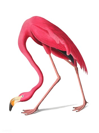 Pink Flamingo illustration | Free stock vector - 457893