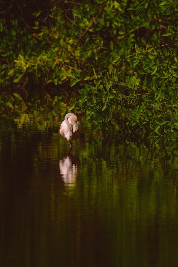 Pink Flamingo In Body Of Water