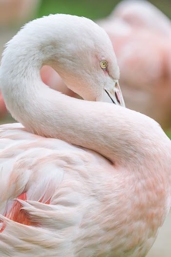 pink flamingo in shallow focus photography