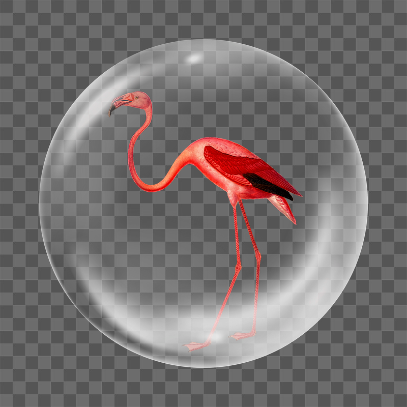 Pink flamingo png   | Free PNG - rawpixel