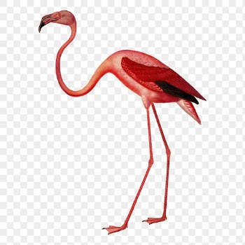 Pink flamingo png sticker illustration, | Free PNG - rawpixel