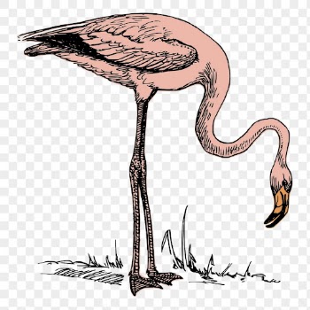 Pink flamingo png sticker vintage | Free PNG - rawpixel