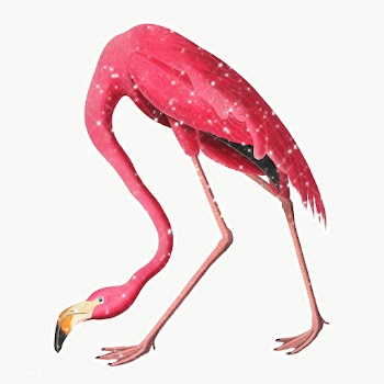 Pink flamingo with sparkles illustratiomn | Free  transparent png - 2338066