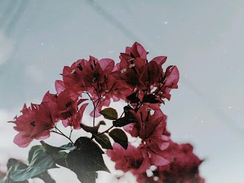 Pink Floewrs