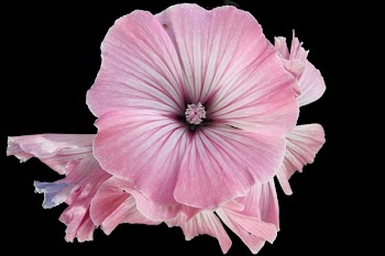 Pink Floral Flower