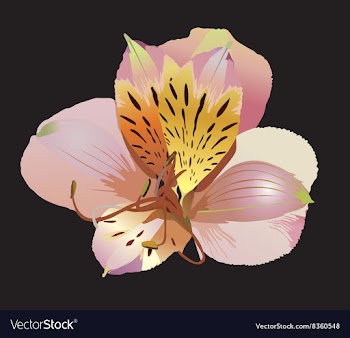Pink Floral Flower vector image