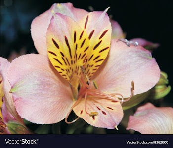 Pink Floral Flower vector image