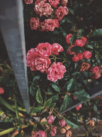 Pink Floribunda Flowers