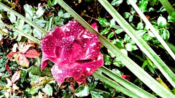 Pink Flower