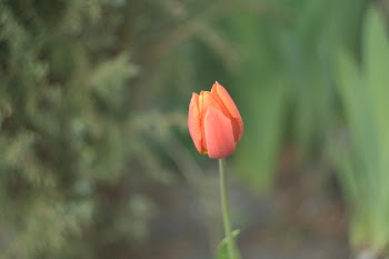 Pink Flower