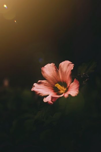 pink flower