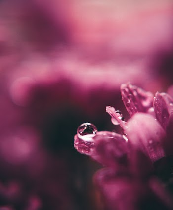 Pink Flower 