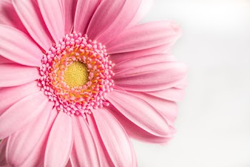 Pink Flower