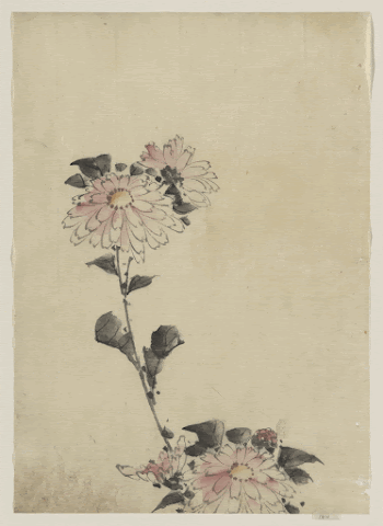 [Pink flower blossoms on low | Free Photo - rawpixel