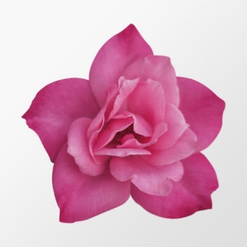 Pink flower, camellia collage element | Free PSD - rawpixel