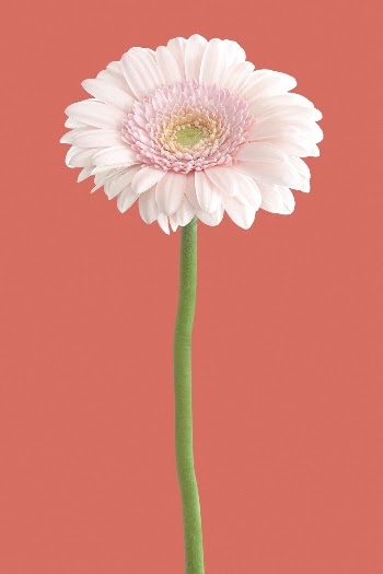 Pink flower clipart, gerbera daisy | Free Photo - rawpixel