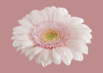 Pink flower clipart, gerbera daisy | Free PSD - rawpixel