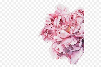 pink flower cut flowers petal plant