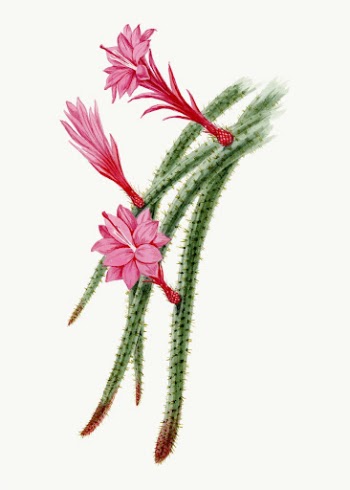 Pink flower drawing, aesthetic vintage | Free Vector Illustration - rawpixel