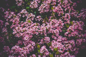Pink Flower Field