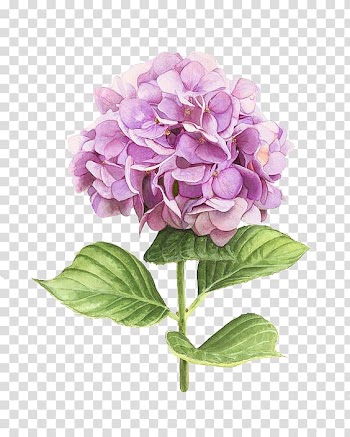 Pink flower, Hydrangea Watercolor painting Botanical illustration Art, Painted pink floral flower ball transparent background PNG clipart