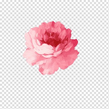 Pink flower illustration, Flower Watercolor painting Pink, Watercolor flower transparent background PNG clipart
