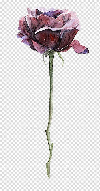 Pink flower illustration, Garden roses Centifolia roses Beach rose, Dark Rose transparent background PNG clipart