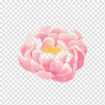 Pink flower illustration, Watercolor painting Illustration, Watercolor flowers transparent background PNG clipart