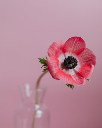 Pink Flower in Clear Glass Vase · Free Stock Photo