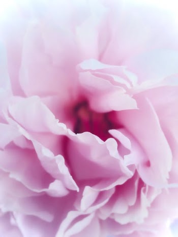 Pink Flower in Macro Shot · Free Stock Photo