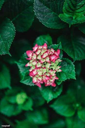 Pink flower in San Leandro, California | Free stock photo - 473473