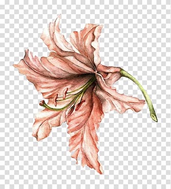 Pink flower , Lilium Drawing Flower Watercolor painting, Hand-painted lily transparent background PNG clipart