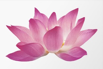 Pink flower, lotus collage element | Free PSD - rawpixel