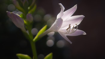 Pink Flower on Shallow Focus Lens