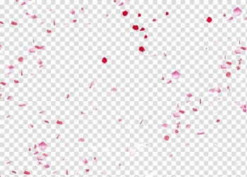 Pink flower petls, Petal Beach rose Flower, Beautiful flower petals falling transparent background PNG clipart