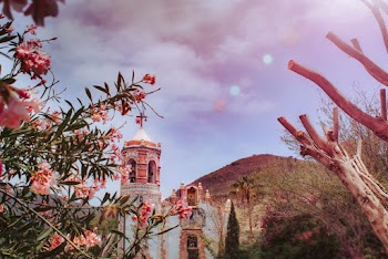 Pink Flower Plants