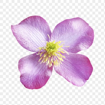 Pink flower png, anemone clematis | Free PNG - rawpixel