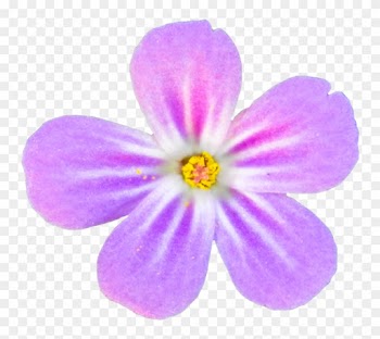 Pink Flower Png By Bunny With Camera - Portable Network Graphics