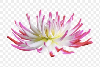 Pink flower png, cactus dahlia | Free PNG - rawpixel
