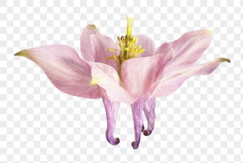 Pink flower png, columbine flower | Free PNG - rawpixel